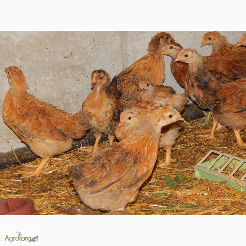 Фото 7. Продам месячных цыплят кучинской юбилейной породы кур