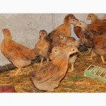 Продам месячных цыплят кучинской юбилейной породы кур
