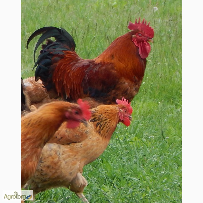 Фото 5. Продам месячных цыплят кучинской юбилейной породы кур