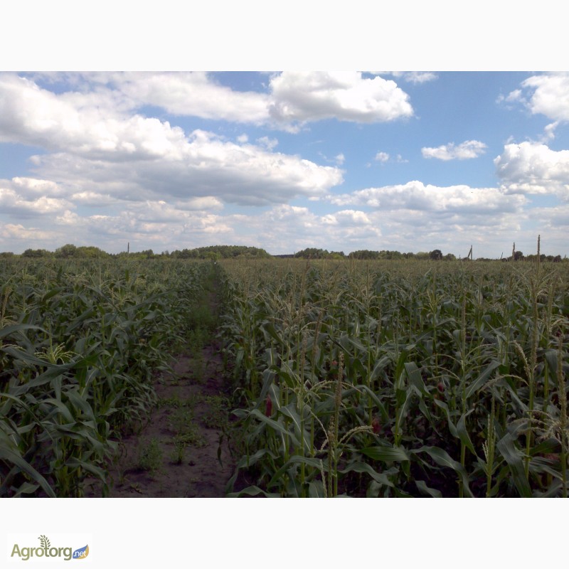 Фото 3. Продам цукрову кукурудзу, початок збору 25-28 липня