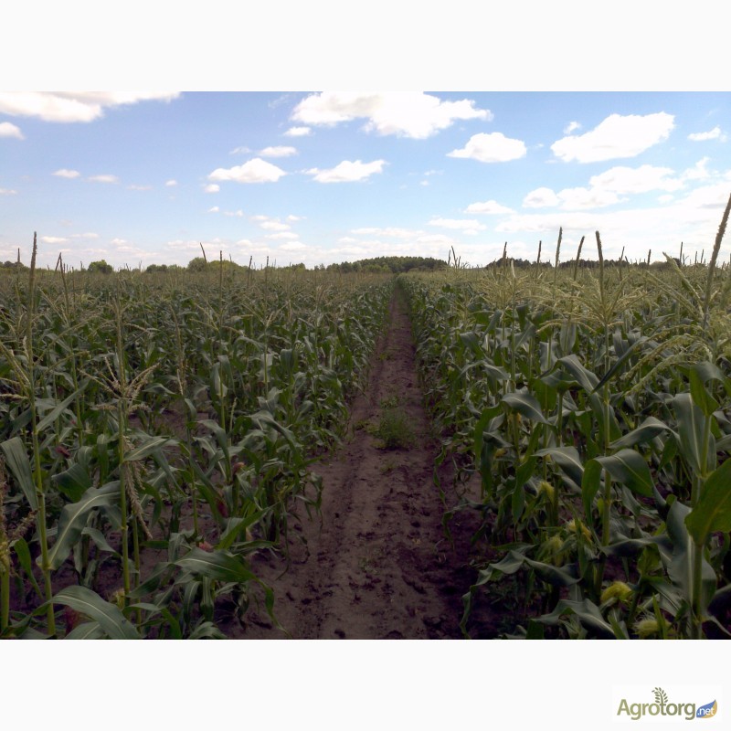 Фото 4. Продам цукрову кукурудзу, початок збору 25-28 липня
