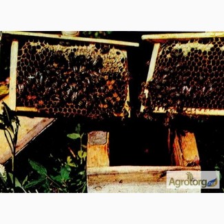 Пчелопакеты, бджолопакети +доставка