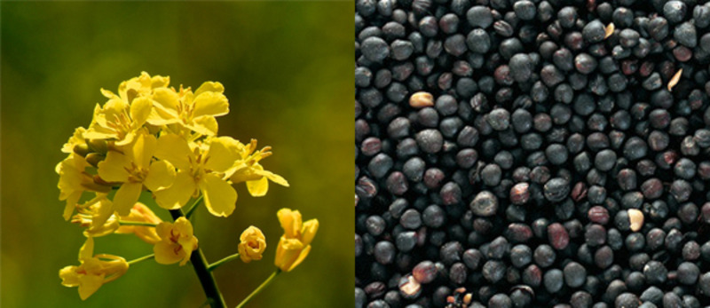 Фото 2. Компания Закупит Рапс без ГМО, по Хорошей Цене, на всей территории Украины