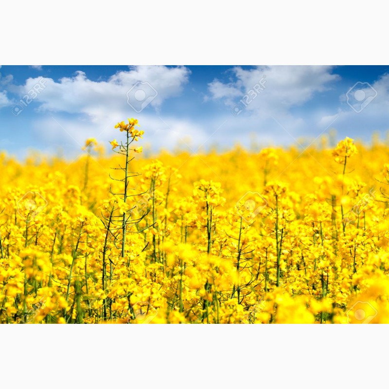 Фото 3. Компания Закупит Рапс без ГМО, по Хорошей Цене, на всей территории Украины