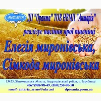 Пропонуємо насіння ярої пшениці Елегія миронівська, Сімкода миронівська