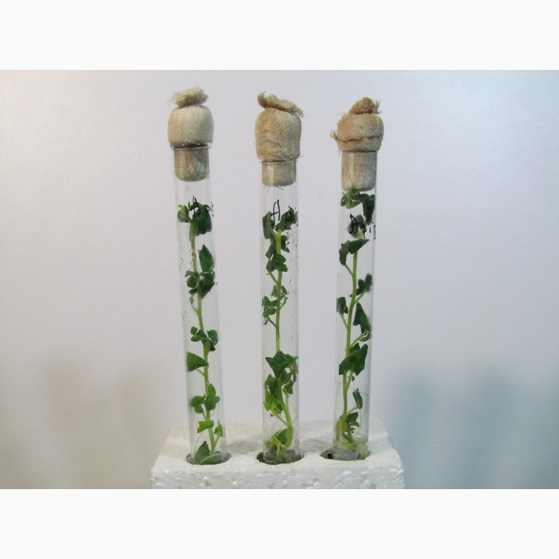 Фото 2. Картофель оздоровленный in vitro, сорт Аризона