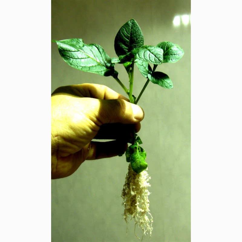 Фото 3. Картофель оздоровленный in vitro, сорт Аризона