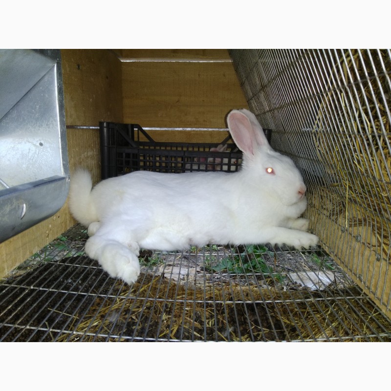 Фото 2. Кроленята. Продам кролі Термонської породи. Кролики термонці. Термони