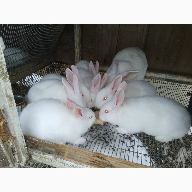 Фото 5. Кроленята. Продам кролі Термонської породи. Кролики термонці. Термони