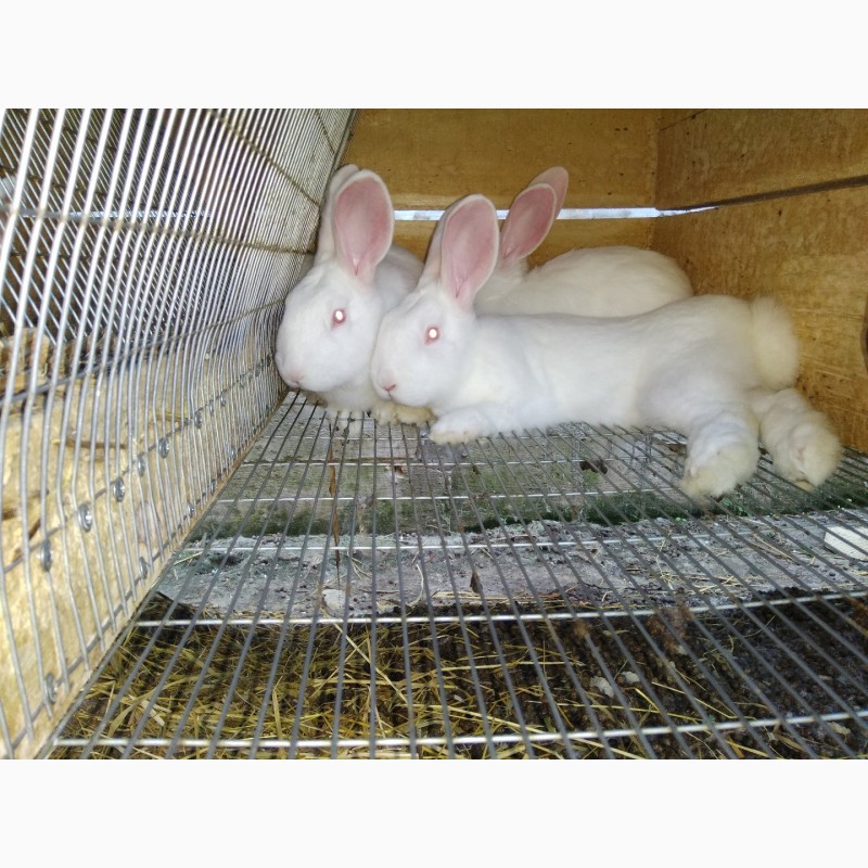Фото 6. Кроленята. Продам кролі Термонської породи. Кролики термонці. Термони