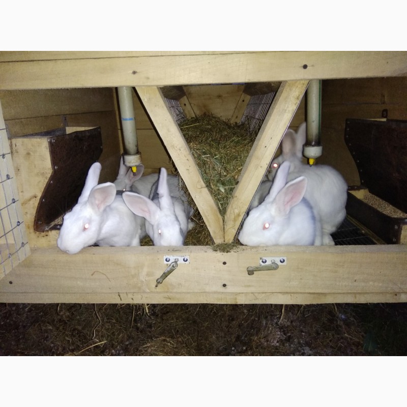 Фото 7. Кроленята. Продам кролі Термонської породи. Кролики термонці. Термони
