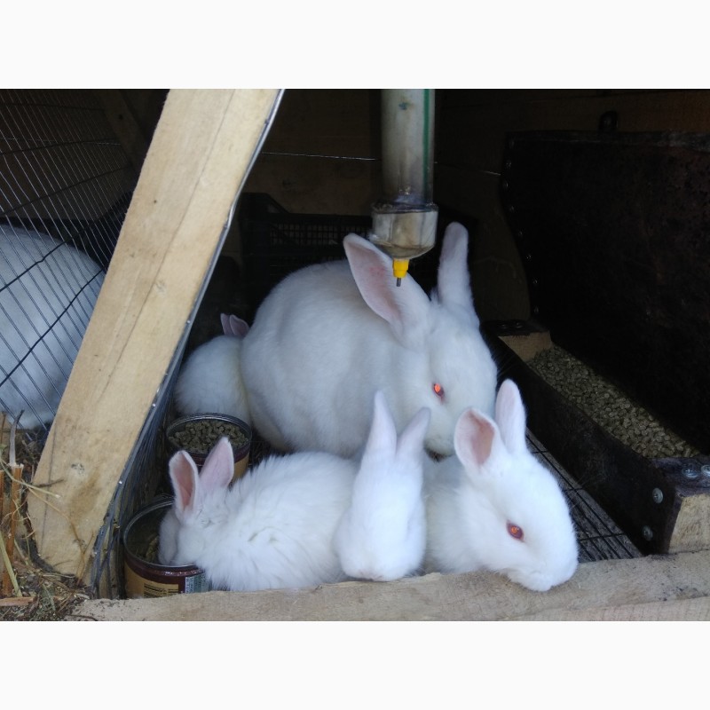 Фото 8. Кроленята. Продам кролі Термонської породи. Кролики термонці. Термони