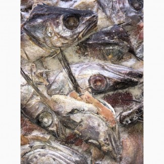 Продам рыбные отходы-белой рыбы (головы, хвосты)