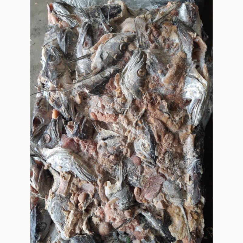 Фото 4. Продам рыбные отходы-белой рыбы (головы, хвосты)