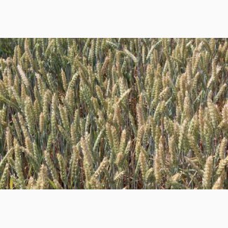 Продам насіневу пшеницю сорт Прейрі - 109