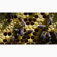 Продам бджолопакети з доставкою по Україні