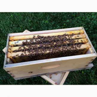 Продам бджолопакети (відводки)