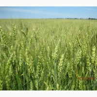 Сильна пшениця Октава одеська - підвищена морозостійкісь з груповою стійкістю до хвороб