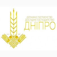 Сильна пшениця Октава одеська - підвищена морозостійкісь з груповою стійкістю до хвороб