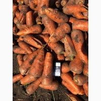 Продам морковь на переработку, морковь на переработку Харьков, морковь на корм животным