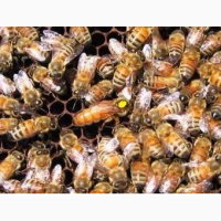 Пчелиные матки Итальянской породы Ф1 (пчеломатки)
