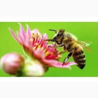 Продам бджолопакети (Карпатка)