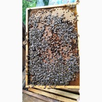 Бджолопакети Карпатка 2020 рік