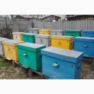 Продам 9 бджолосімей української степової породи