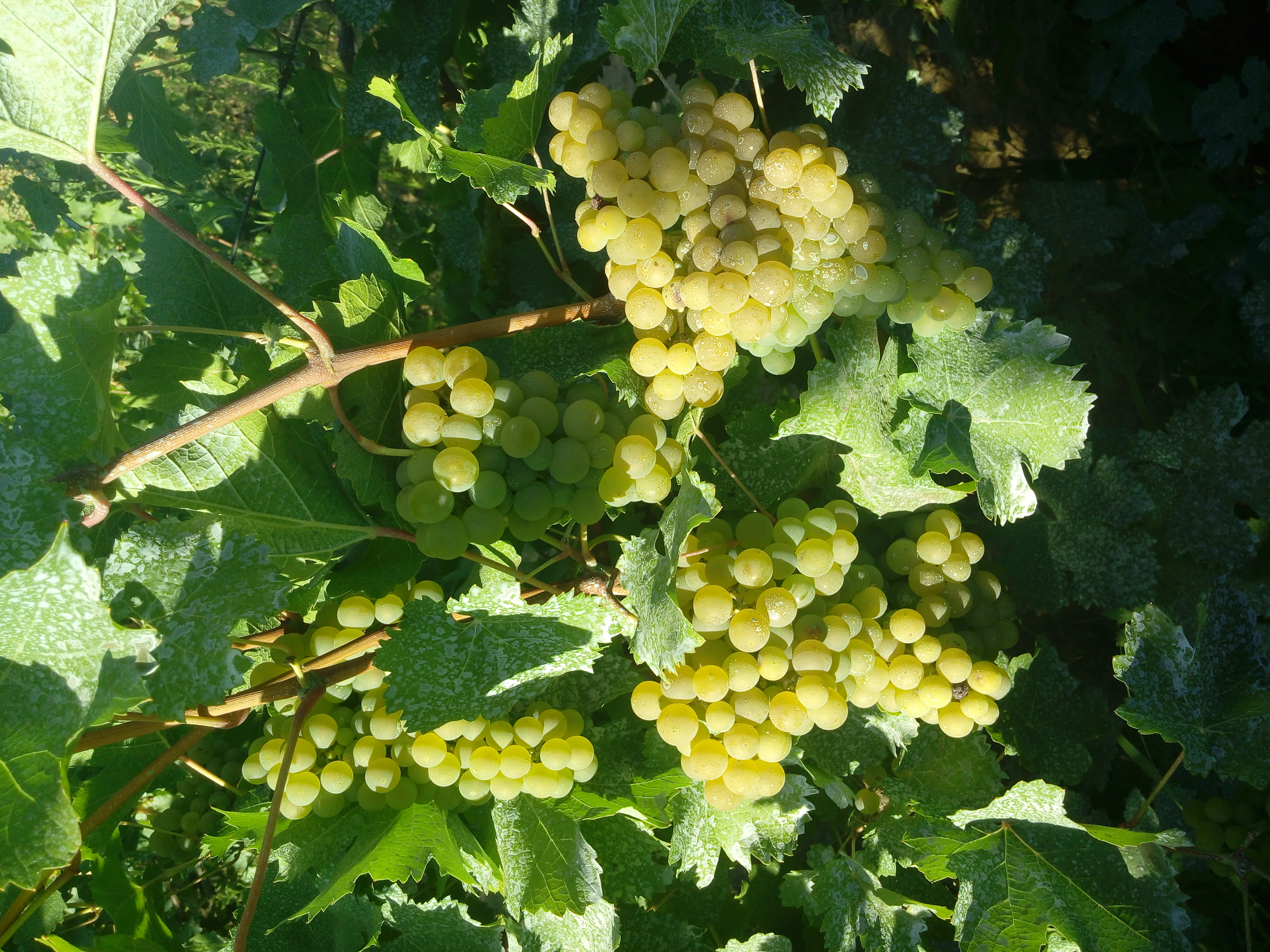 Шардоне технический виноград