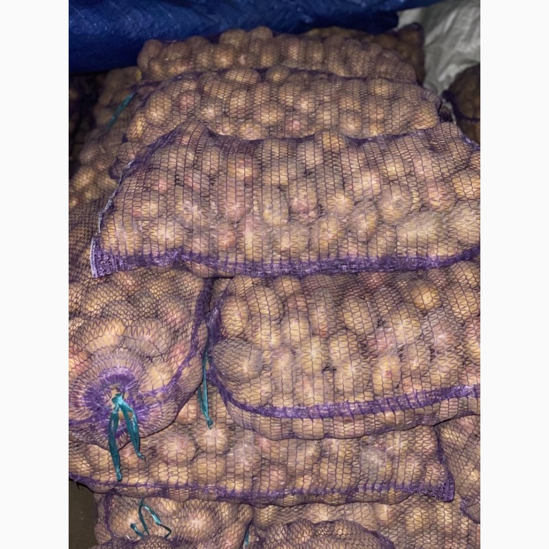 Фото 2. Продам картоплю