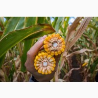 Семена кукурузы ДКС 3623 (DKC 3623) ФАО 290 Монсанто