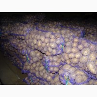 Продам продовольственный картофель Чернигов