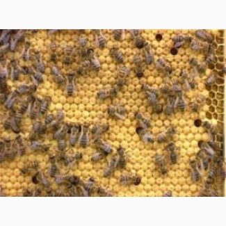 Продам бджолопакети 2022, Вінницька обл