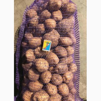 Оптом продам товарну картоплю, Житомирська область