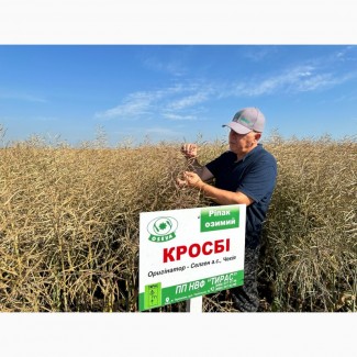 Продам насіння сортового озимого ріпаку Чеської селекції