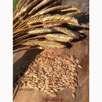 Куплю пшеницю 3-4кл