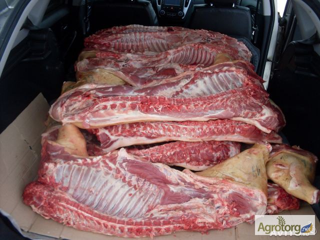 Фото 3. Купляю свине мясо