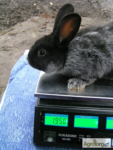 Фото 2. Продам кроликов породы БСС (европейское серебро) 2 месяца