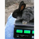Продам кроликов породы БСС (европейское серебро) 2 месяца