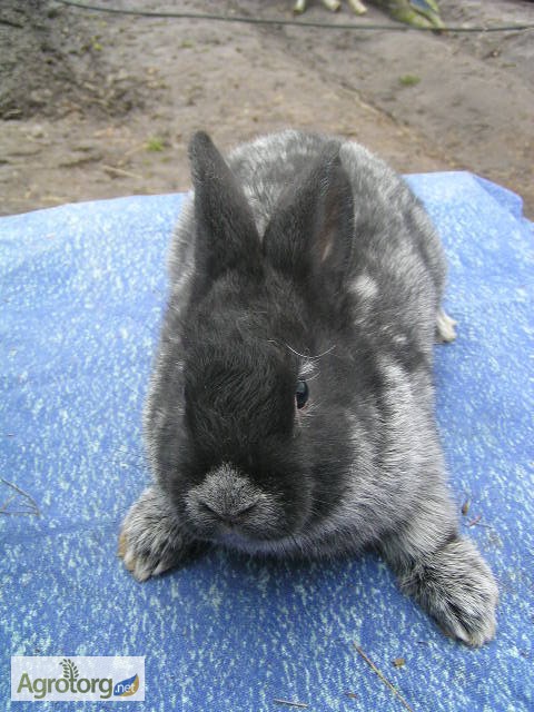 Фото 3. Продам кроликов породы БСС (европейское серебро) 2 месяца