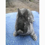 Продам кроликов породы БСС (европейское серебро) 2 месяца