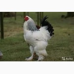 Продам цыплят брама светлая и куропатчатая, орпингтон, 40 гр. цысарки 25гр