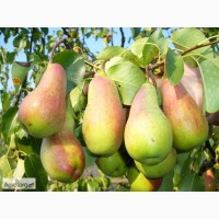 Продам грушу Талгарська красуня