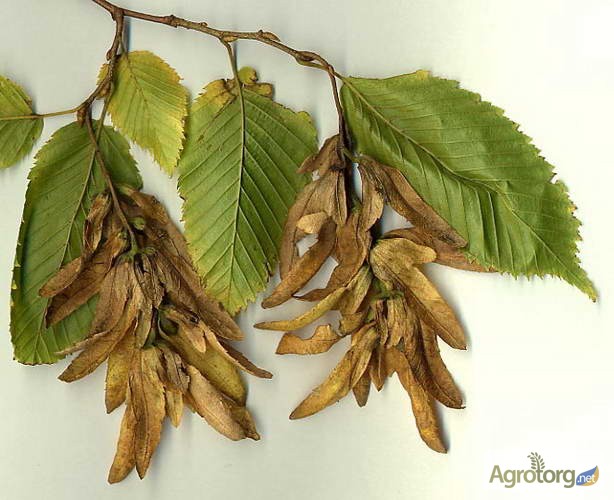 Фото 3. Цвет граба женский (Carpinus betulus)