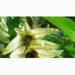 Цвет граба женский (Carpinus betulus)