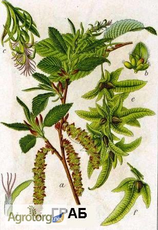 Фото 5. Цвет граба женский (Carpinus betulus)
