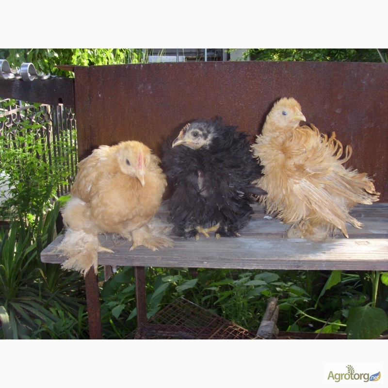 Фото 3. Продам цыплят разных пород