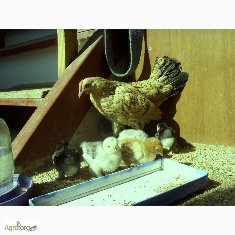 Фото 6. Продам цыплят разных пород