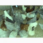 Продам цыплят разных пород