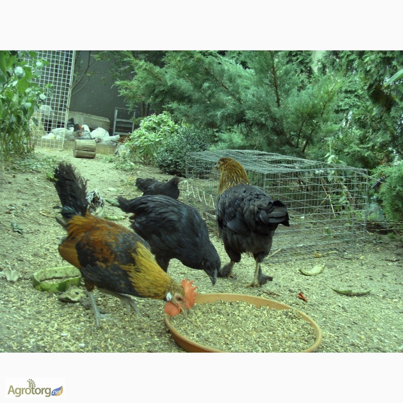 Фото 8. Продам цыплят разных пород